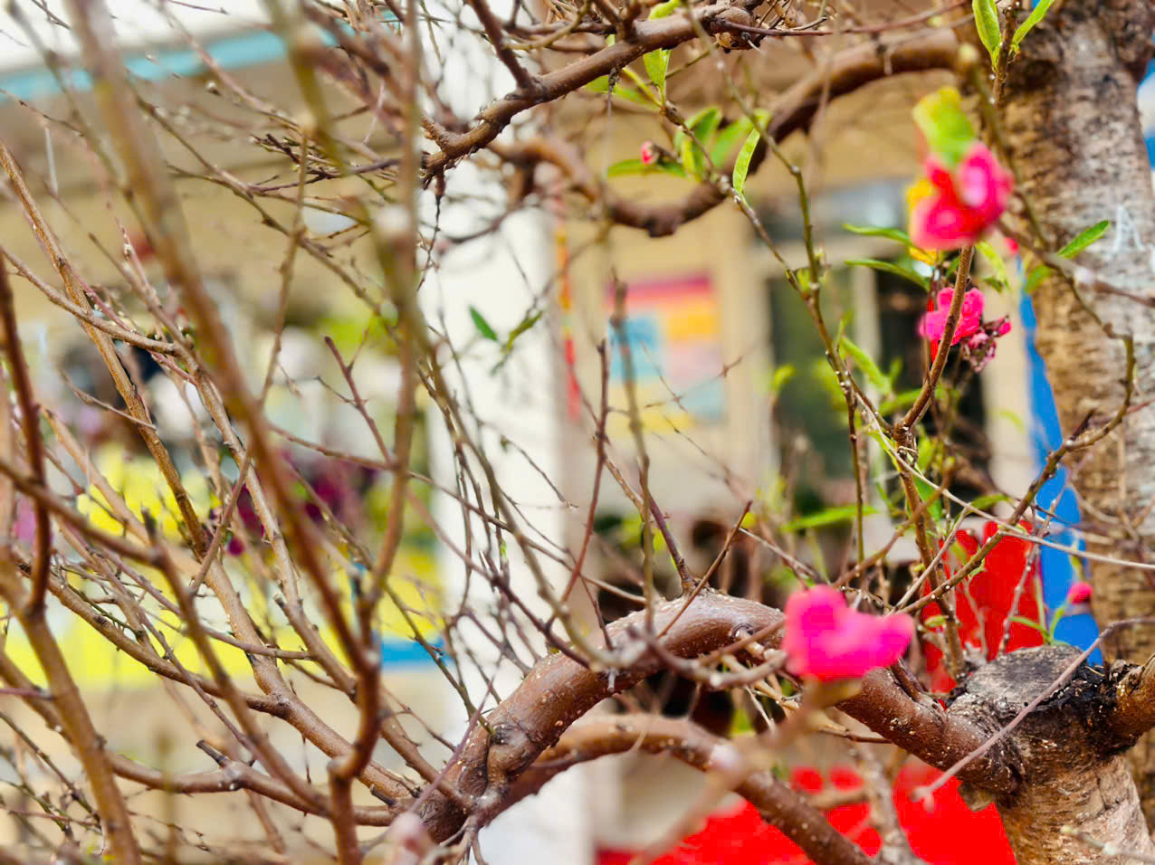 Không khí đón Tết 2025 Ất Tỷ của các bạn nhỏ trường Tiểu học Trần Đăng Ninh